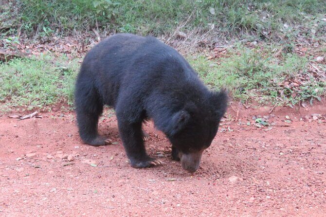 Yala National Park - Full Day Safari (04:30 am - 06:00 pm) - Final Thoughts