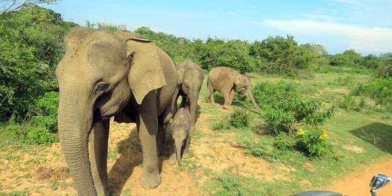 Yala National Park : Full Day Safari (04:30 am - 18:00 pm) - Key Points