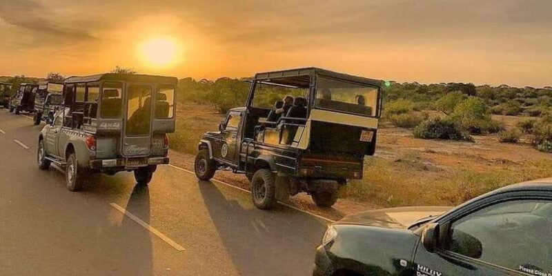 Yala National Park : Full Day Safari (04:30 am - 18:00 pm) - An In-Depth Look at the Safari Experience