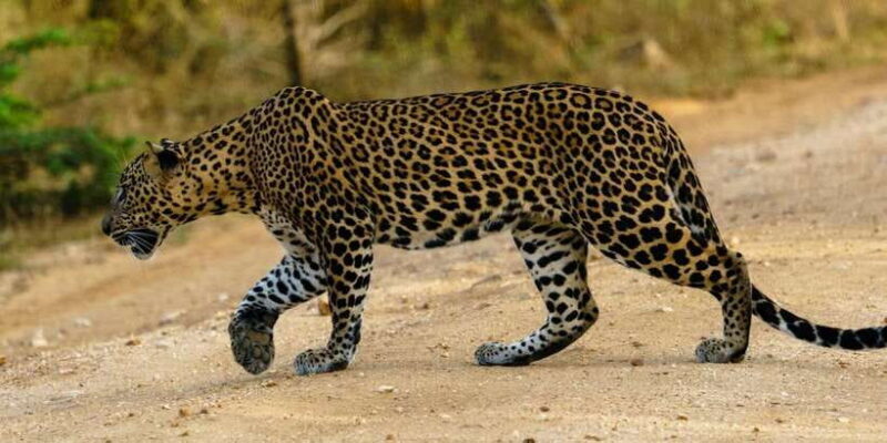 Yala National Park : Full Day Safari (04:30 am - 18:00 pm) - Who Will Love This Safari?