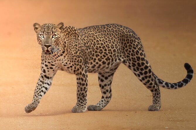 Yala National Park Full Day Safari Tour - A Deep Dive into the Experience
