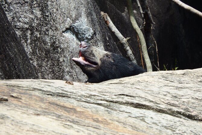 Yala National Park Full Day Safari Tour - The Sum Up