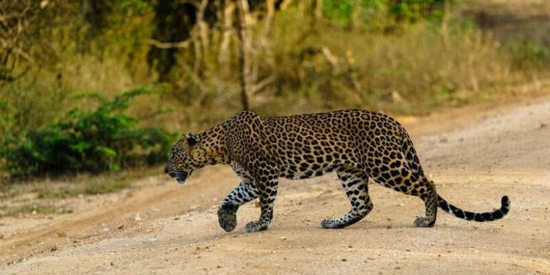 Yala National Park : Full Day Safari(04:30-18:00) - Introducing the Yala National Park Full-Day Safari Experience