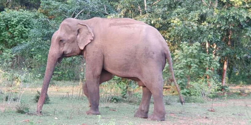 Yala National Park : Full Day Safari(04:30-18:00) - Authentic Insights from Travelers