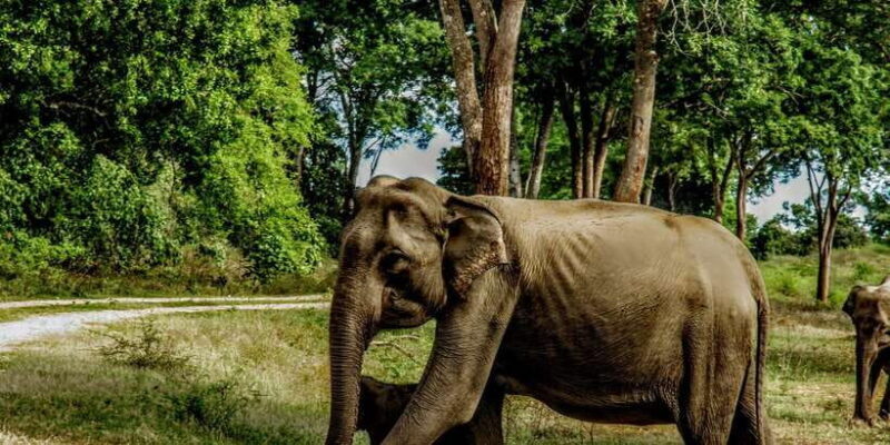 Yala National Park : Full Day Safari(04:30-18:00) - Who Is This Safari Best For?