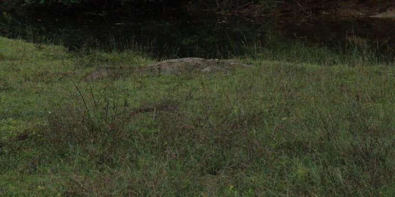 Yala National Park : Full Day Safari(04:30-18:00) - The Sum Up