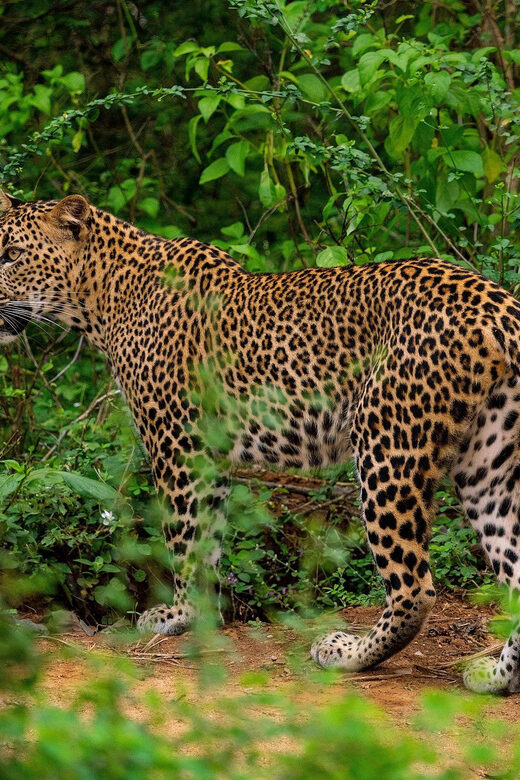 Yala National Park : Full Day Safari(04:30-18:00) - FAQ