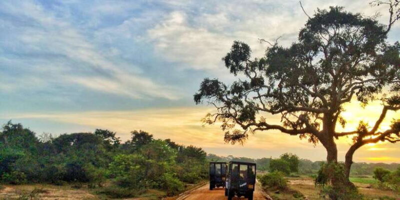 Yala National Park: Half, 7-Hour, or Full-Day Safari & Meals - An In-Depth Look at the Safari Experience