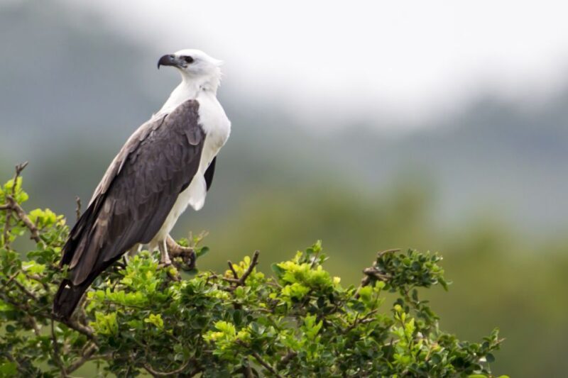Yala National Park: Half, 7-Hour, or Full-Day Safari & Meals - FAQ