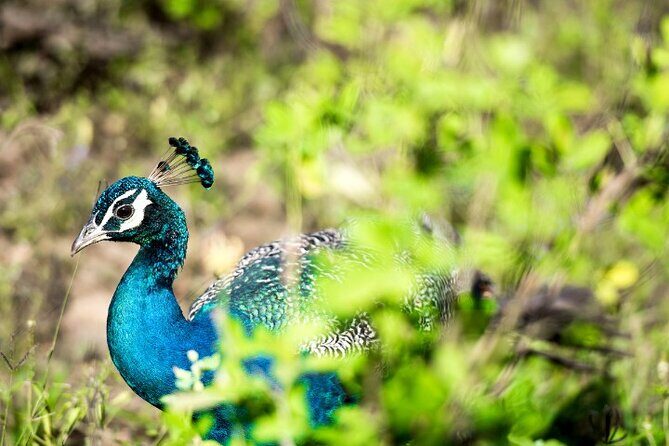 Yala National Park Half Day / Full Day Special Safari Tours - Who Should Consider This Tour?