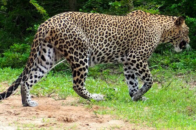 Yala National Park Half Day / Full Day Special Safari Tours - Final Thoughts