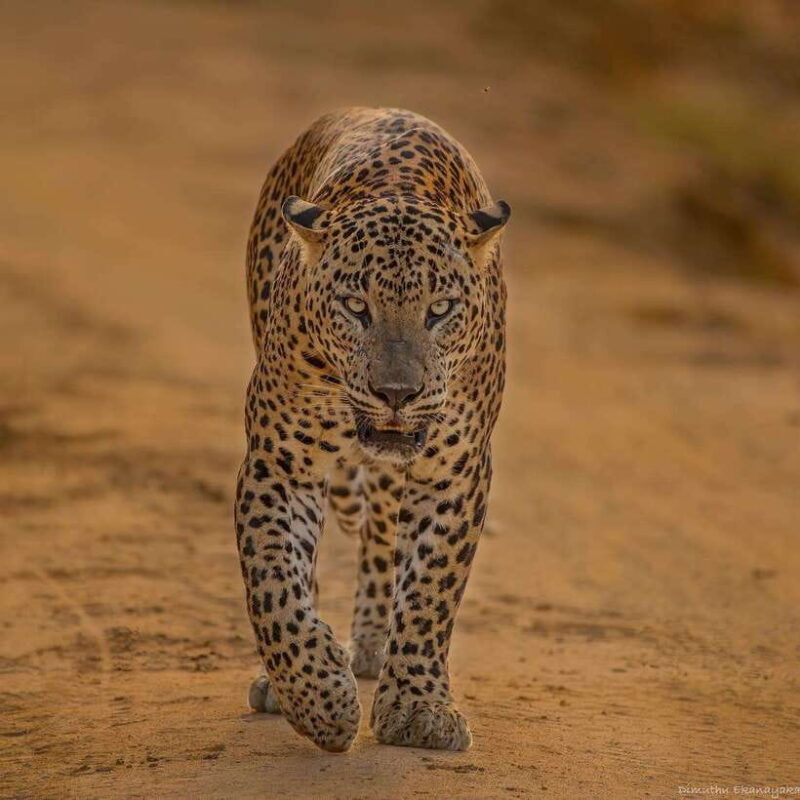 Yala National Park: Half Day or Full Day Leopard Safari Tour - FAQ