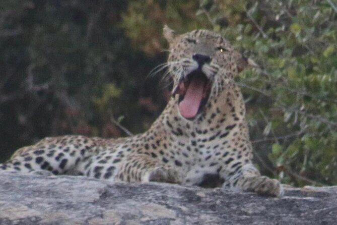 Yala National Park Half Day Safari - 4.30 a.m to 11.30 a.m - A Close Look at the Experience
