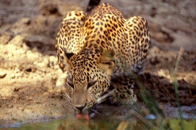 Yala National Park Half Day Safari - 4.30 a.m to 11.30 a.m - Final Thoughts