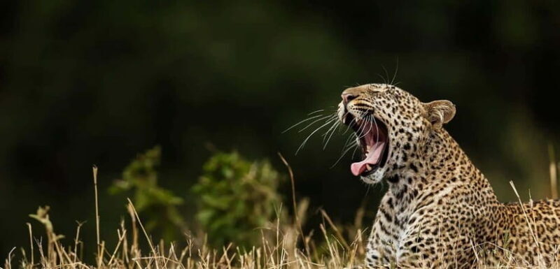 Yala National Park Half or Full-Day Safari - Introduction