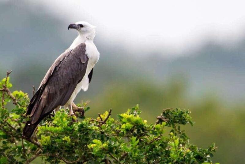 Yala National Park Half or Full-Day Safari - Key Points