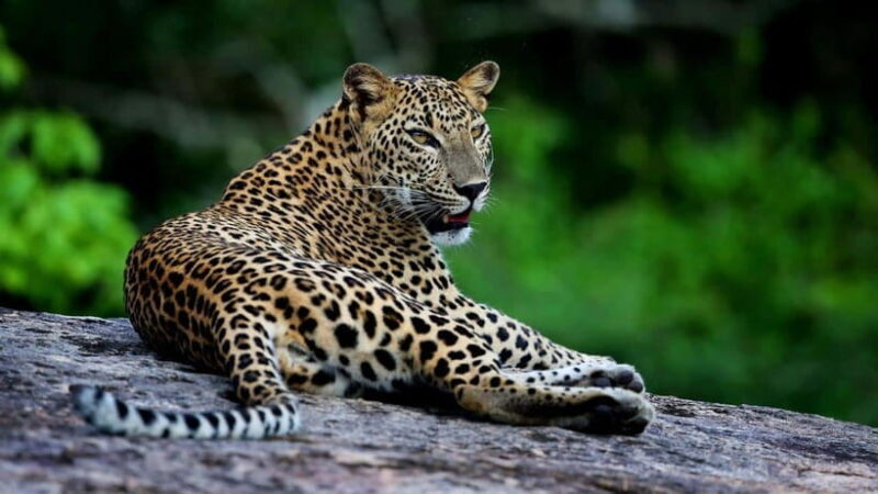 Yala National Park Half or Full-Day Safari - The Significance of Wildlife and Landscape