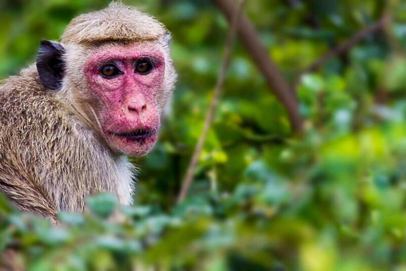 Yala National Park Half or Full-Day Safari - Value for Money and Practical Tips