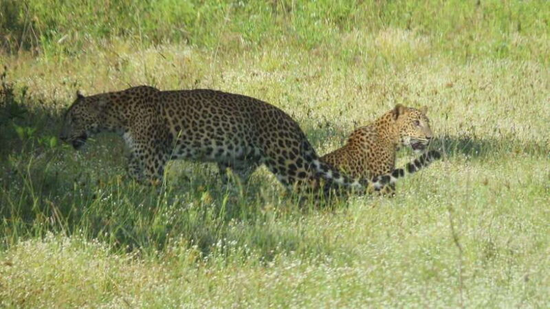 Yala National Park Jeep Safari: Leopards, Elephants & Wild - Practical Tips for Your Safari