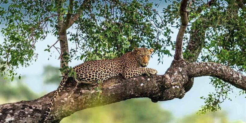 Yala National Park: Leopard Safari Day Tour from Colombo - Key Points