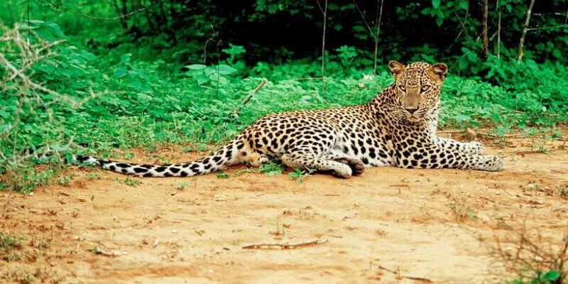 Yala National Park: Leopard Safari Day Tour from Colombo - An Authentic Wildlife Experience in Yala