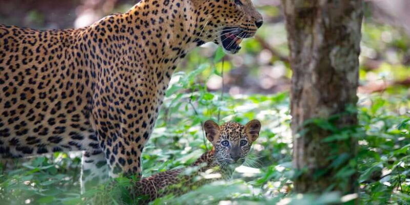 Yala National Park: Leopard Safari Day Tour from Colombo - What the Tour Includes and Excludes