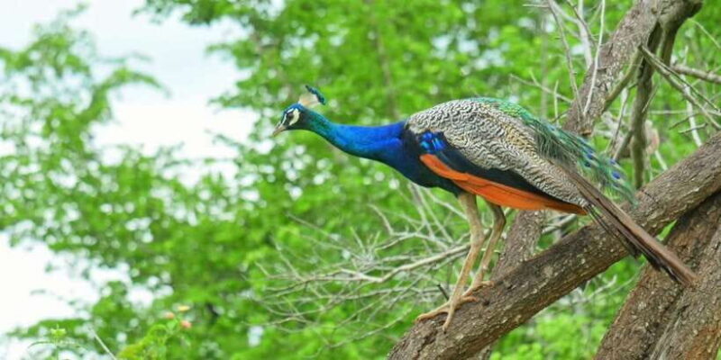 Yala National Park: Leopard Safari Day Tour from Colombo - FAQ