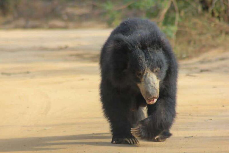Yala National Park: Morning Half day Safari Tour - Key Points