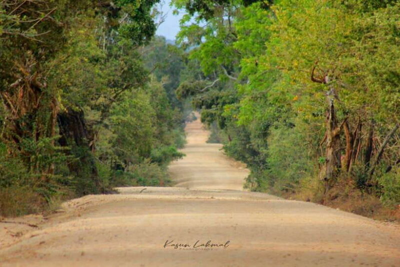 Yala National Park: Morning Half day Safari Tour - The Experience: What to Expect on Your Safari