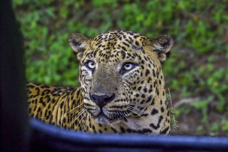 Yala National Park: Morning Half day Safari Tour - The Itinerary in Detail