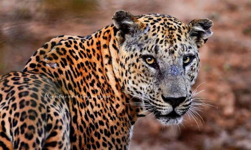 Yala National Park: Morning Half day Safari Tour - What Travelers Are Saying
