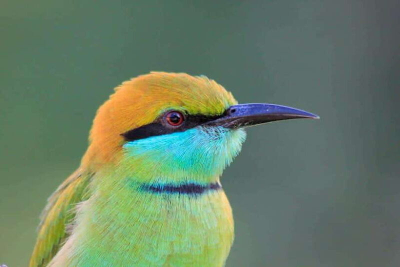 Yala National Park: Morning Half day Safari Tour - Final Thoughts
