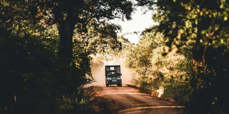 Yala National Park: Morning or Afternoon Game Drive - Key Points
