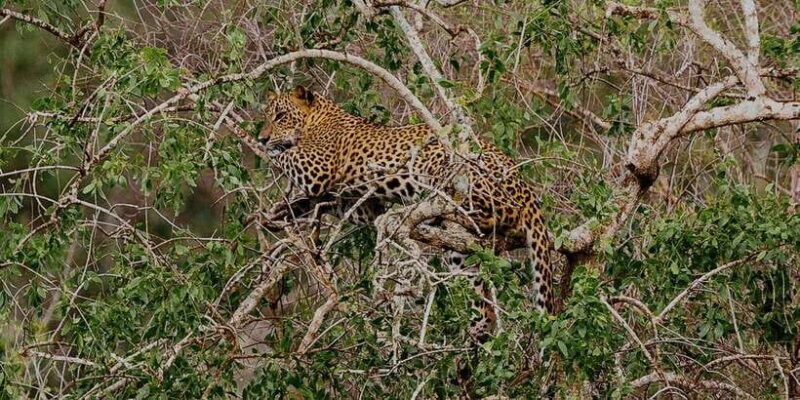 Yala National Park: Morning or Afternoon Game Drive - The Itinerary and What to Expect