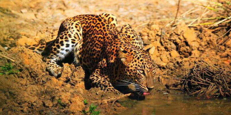 Yala National Park: Morning or Afternoon Game Drive - Why Travelers Love It