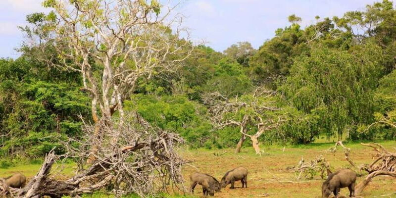 Yala National Park: Morning or Afternoon Game Drive - Who Is This Tour Best For?