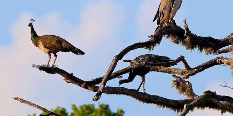 Yala National Park: Morning or Afternoon Game Drive - Final Thoughts