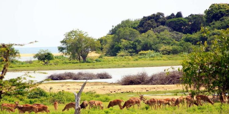 Yala National Park: Morning or Afternoon Game Drive - FAQ