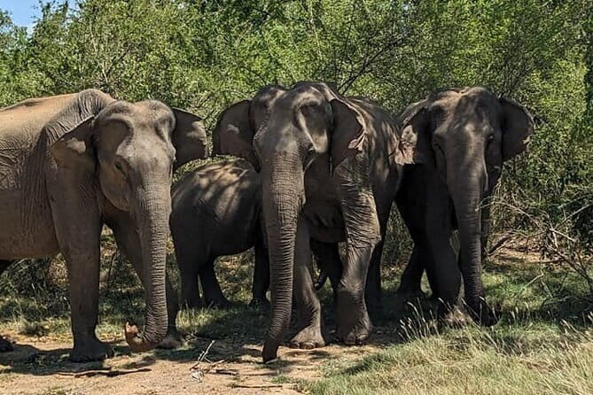 Yala National Park Morning or Afternoon Leopard Safari - What You Can Expect from This Yala Safari
