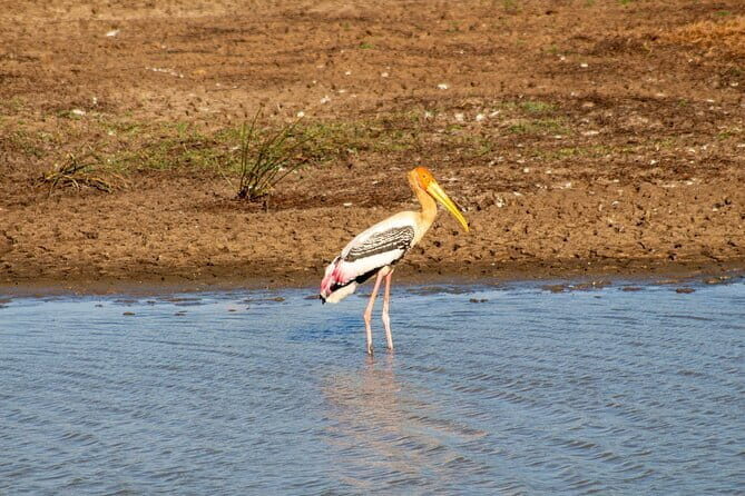 Yala National Park Morning or Afternoon Leopard Safari - FAQs