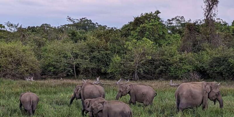Yala National Park : Morning or Afternoon Safari ( 5 h ) - An In-Depth Look at the Yala Safari Experience