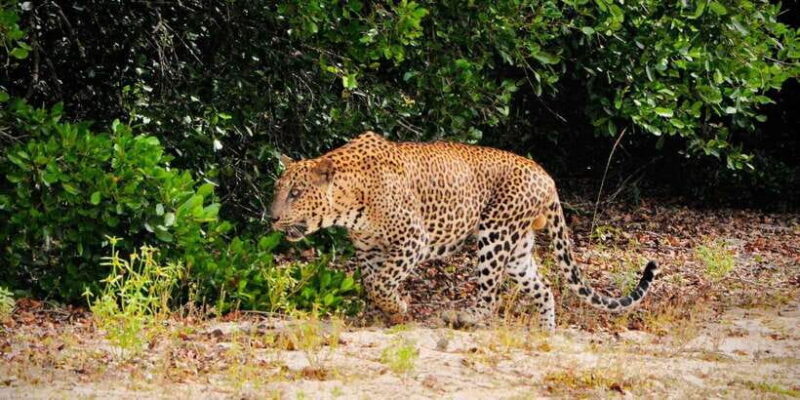 Yala National Park : Morning or Afternoon Safari ( 5 h ) - The Sum Up