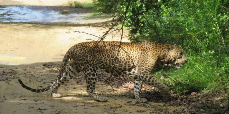 Yala National Park : Morning or Afternoon Safari ( 5 h ) - FAQ