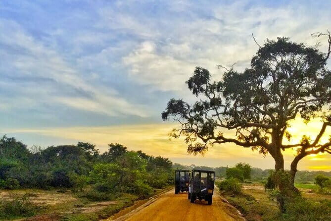 Yala National Park Private Jeep Safari From Colombo & Negombo - Exploring Yala National Park with a Private Jeep Safari from Colombo & Negombo