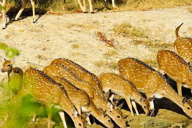 Yala National Park Private Jeep Safari From Colombo & Negombo - Summing Up: Who Is This Tour For?