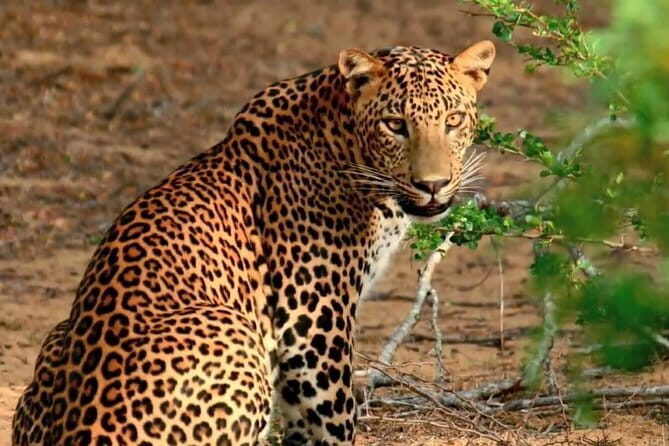Yala National Park Private Jeep Safari From Colombo & Negombo - Frequently Asked Questions