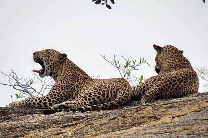 Yala National Park | Private Safari - An In-Depth Look at the Yala Safari Experience