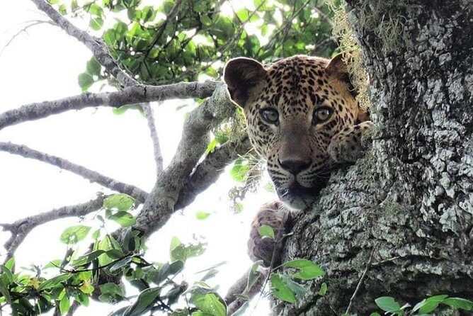 Yala National Park | Private Safari - FAQs