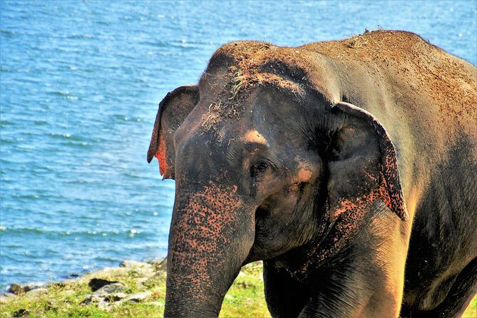 Yala National Park Private Safari - Analyzing the Value