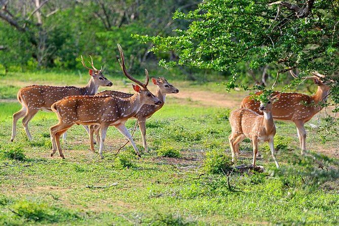 Yala National Park Private Safari (All Inclusive) From Mirissa - What to Expect from the Tour